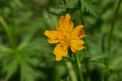 Trollius ranunculinus