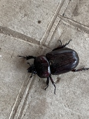 Phileurus