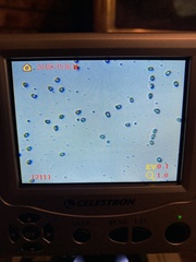 Albatrellus avellaneus