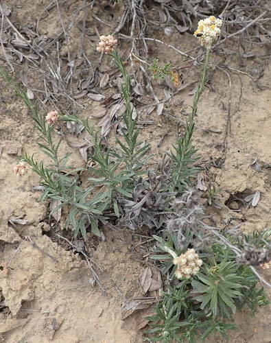 Image of Helichrysum rugulosum by (c) Nicola van Berkel, some rights reserved (CC BY-SA)
