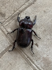 Phileurus