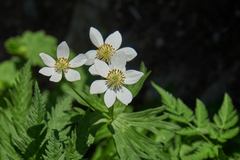 Anemonastrum fasciculatum