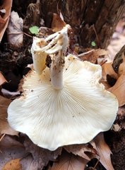 Ossicaulis lignatilis