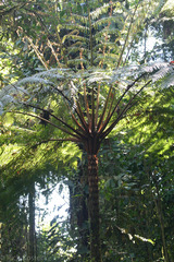 Cyatheaceae