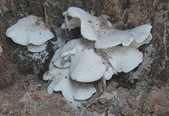 Ossicaulis lignatilis