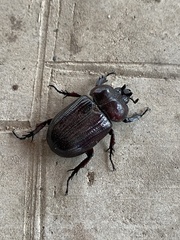 Phileurus