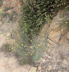 Senecio chrysocoma