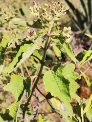 Montanoa tomentosa