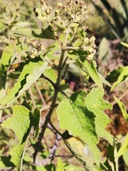 Montanoa tomentosa