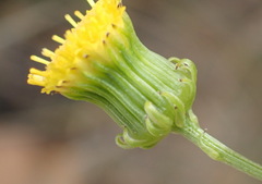 Senecio chrysocoma