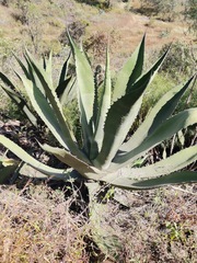 Agave salmiana