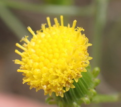 Senecio chrysocoma