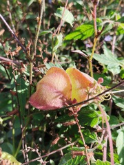 Cardiospermum corindum