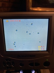 Albatrellus avellaneus