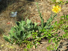 Pulicaria paludosa