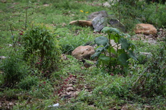 Pipilo maculatus × ocai