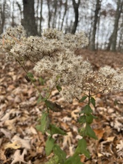 Eupatorium pubescens