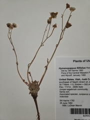 Malacothrix sonchoides