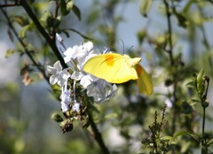 Phoebis philea philea