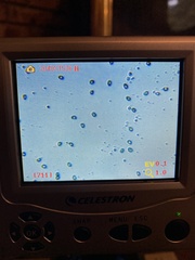 Albatrellus avellaneus