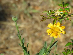 Pulicaria paludosa