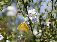 Phoebis philea philea