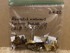 Albatrellus avellaneus