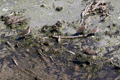 Calidris minutilla