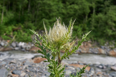 Cirsium obvallatum