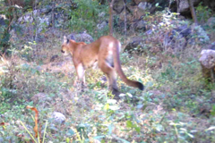 Puma concolor couguar