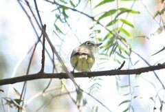 Vireo