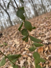 Eupatorium pubescens