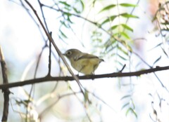 Vireo