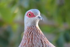 Columba guinea phaeonota
