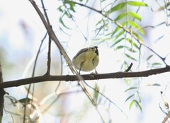 Vireo