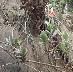 Cotyledon woodii