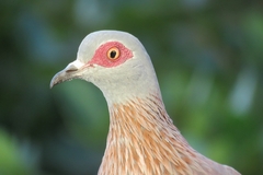 Columba guinea phaeonota