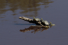 Trachemys hartwegi
