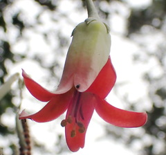 Cotyledon woodii
