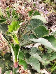 Pelargonium cordifolium