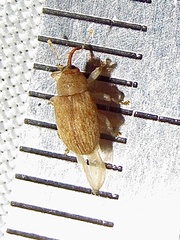 Lignyodes helvolus