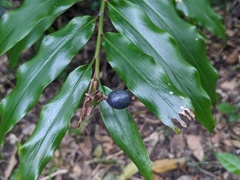 Alpinia arundelliana