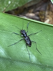 Odontocheila