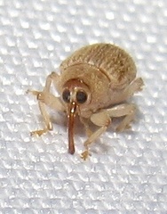 Lignyodes helvolus