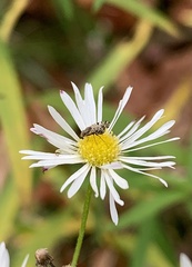 Dioxyna picciola