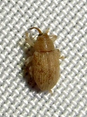 Lignyodes helvolus