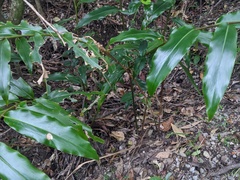 Alpinia arundelliana