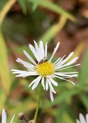 Dioxyna picciola