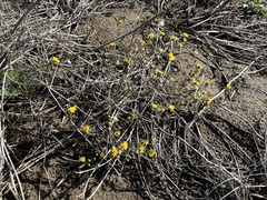 Lessingia germanorum