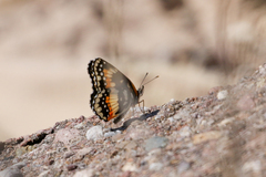 Chlosyne lacinia adjutrix